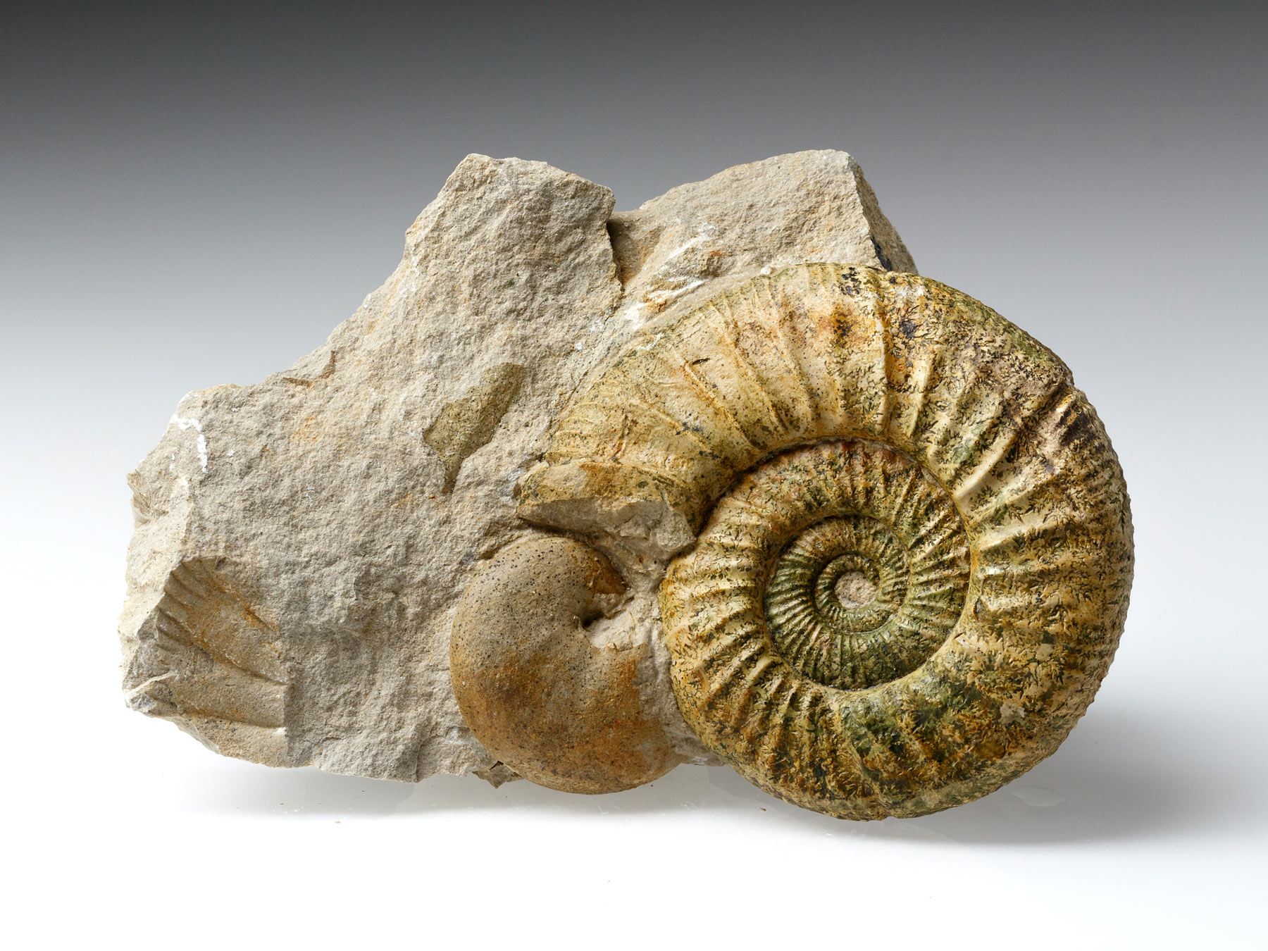 Ammonit aus Neumarkt