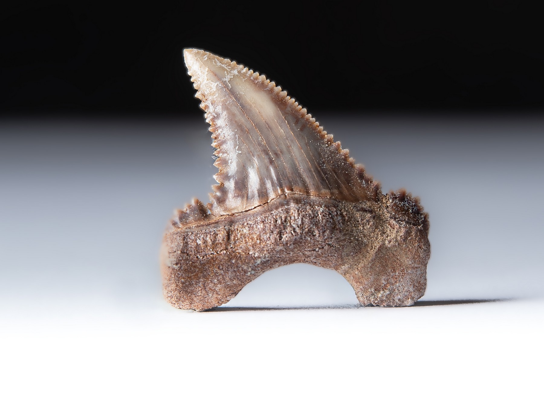 Zahn vom Urahne des Weißen Hais: Palaeocarcharodon