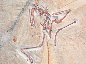 Replik: Urvogel - Londoner Exemplar (Archaeopteryx lithographica)