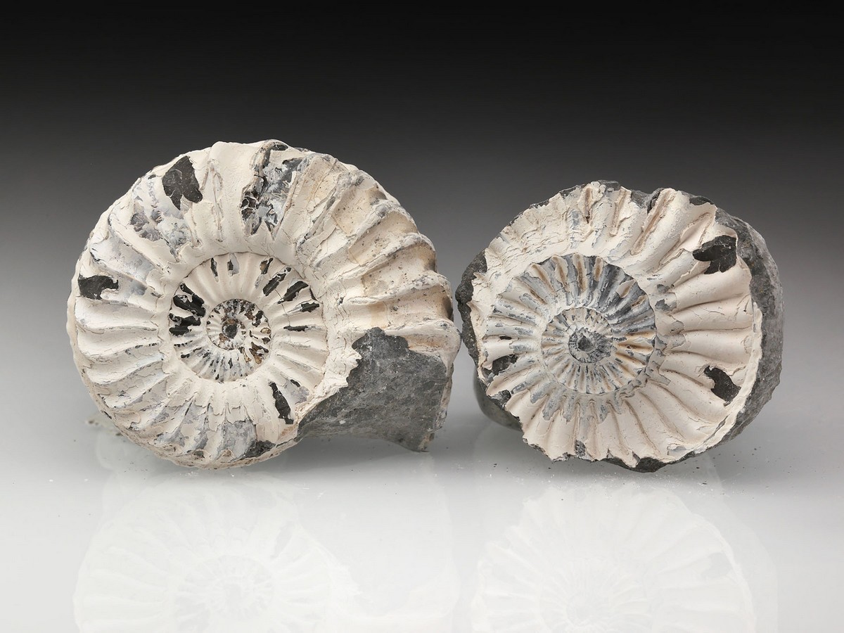 Ammonit: Pleuroceras