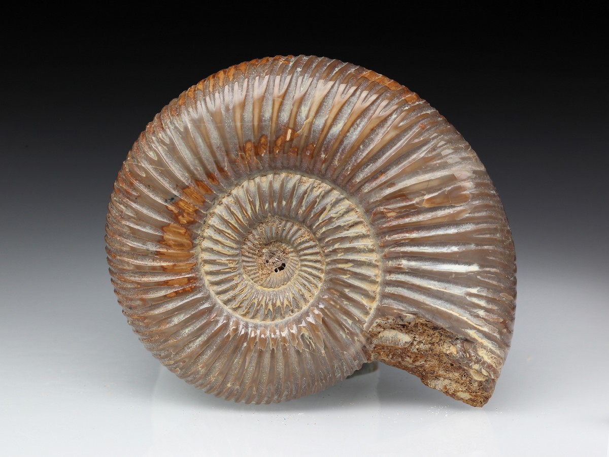 Ammonit: Perisphinctes