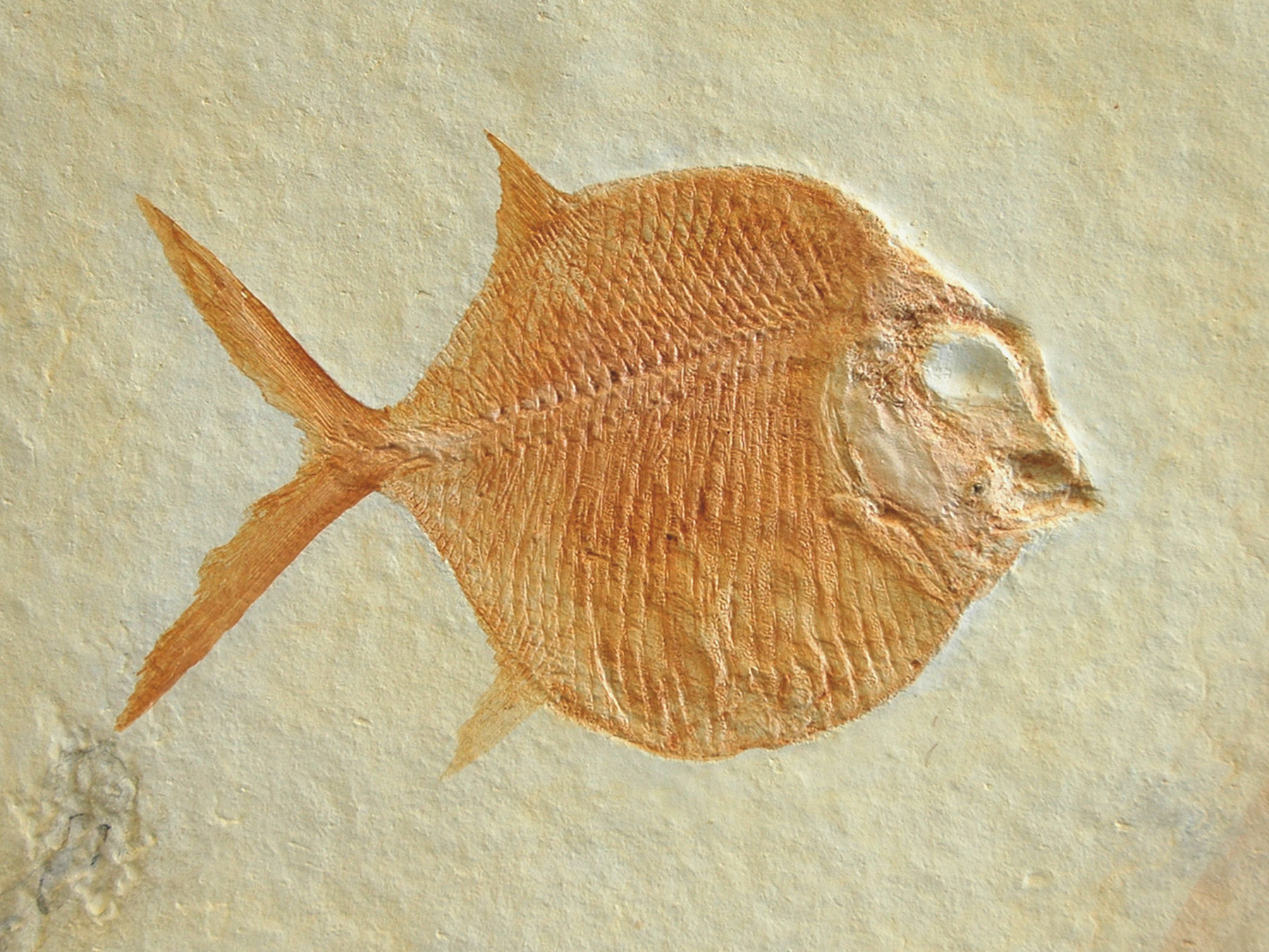 Replik: Kugelzahnfisch (Gyrodus hexagonus)