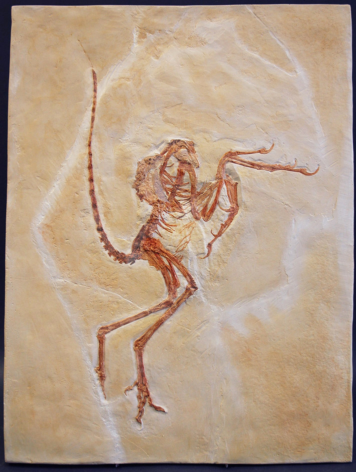 Urvogel, Archaeopteryx, Solnhofener Exemplar