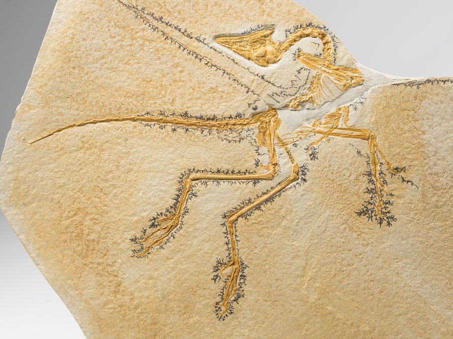 Replik: Urvogel - Eichstätter Exemplar (Archaeopteryx lithographica)