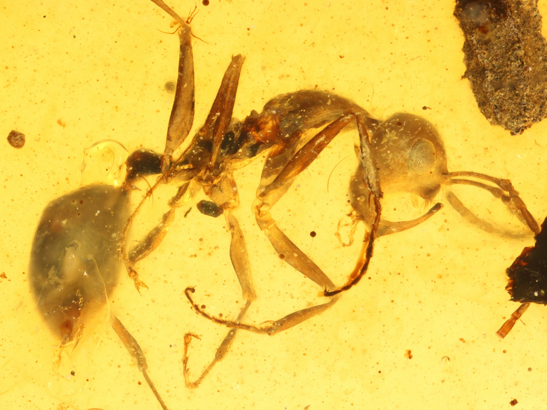 Rarität: Eine perfekt erhaltene Haidomyrmex Ameise im Burmabernstein