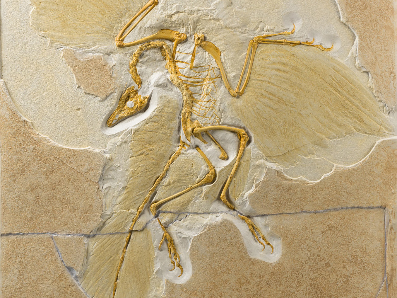 Replik: Urvogel - Berliner Exemplar (Archaeopteryx lithographica)