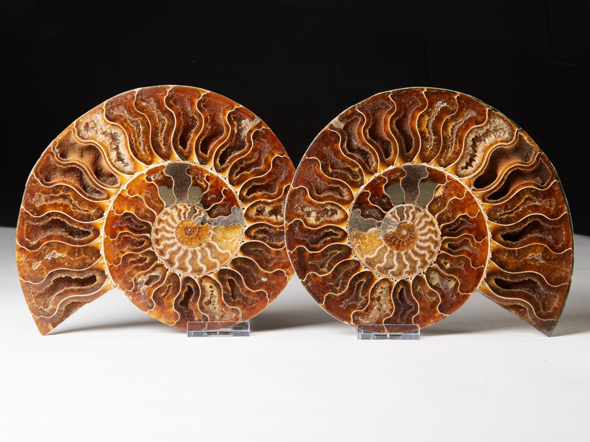 Ammonitenpaar-Cleoniceras