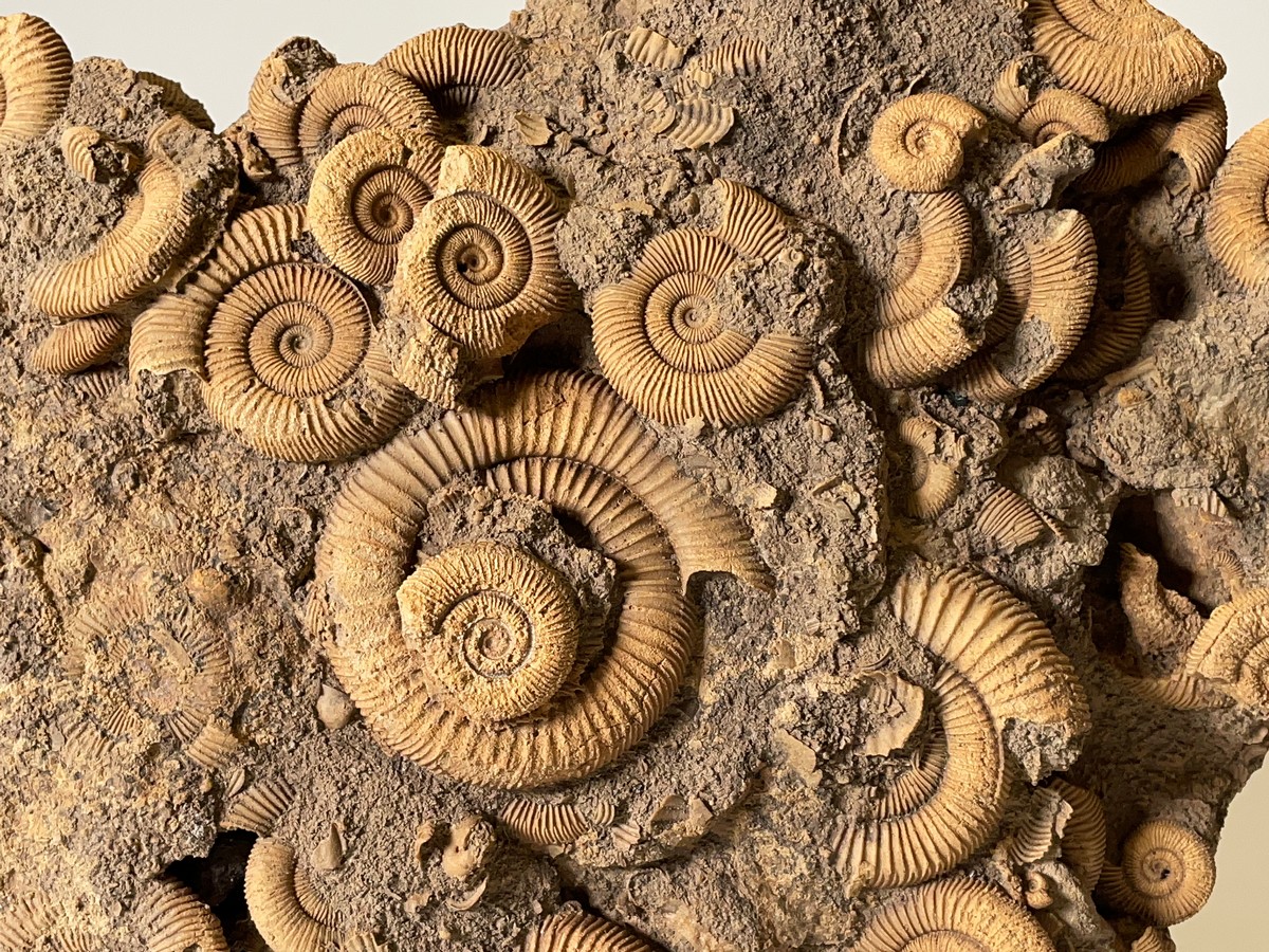 Ammonitenstufe Schlaifhausen