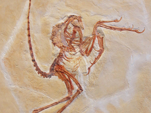 Replik: Urvogel -Solnhofener Exemplar (Archaeopteryx lithographica)