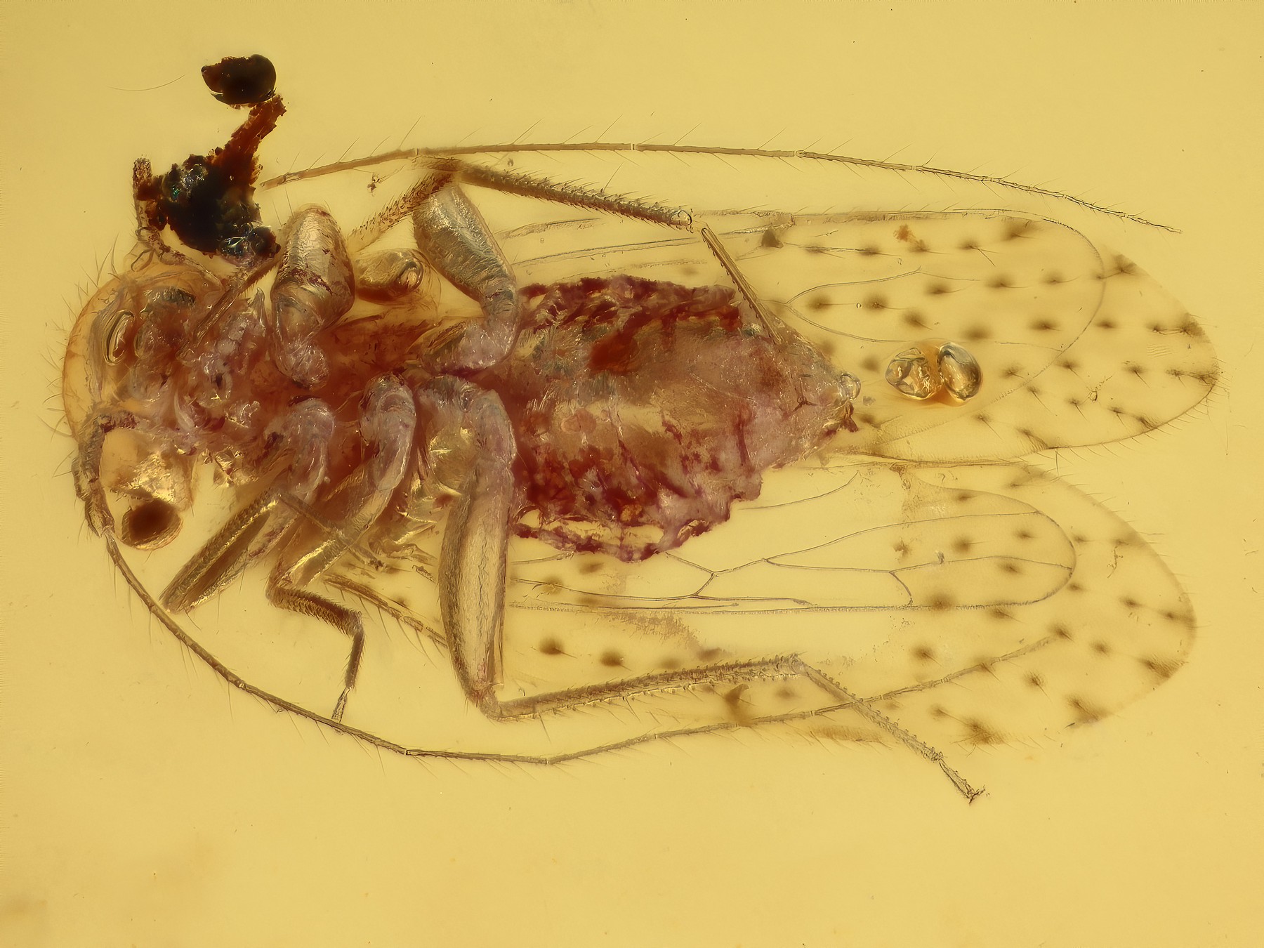 Staublaus, große Schnake, geflügelte Termite