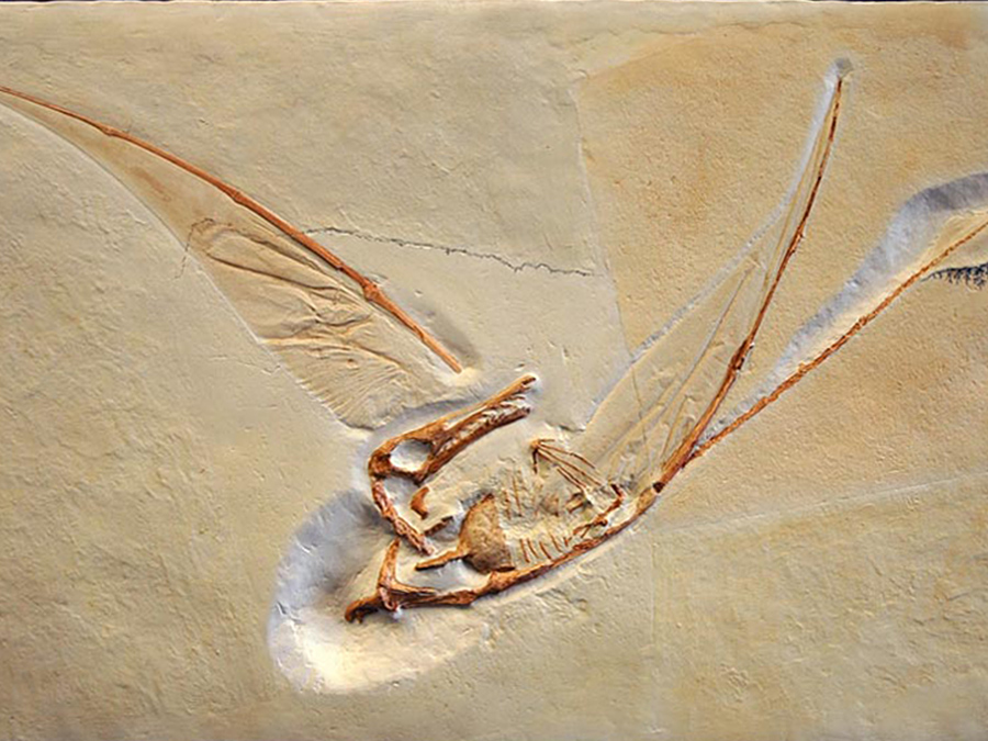 Replik: Langschwanzflugsaurier (Rhamphorynchus muensteri)