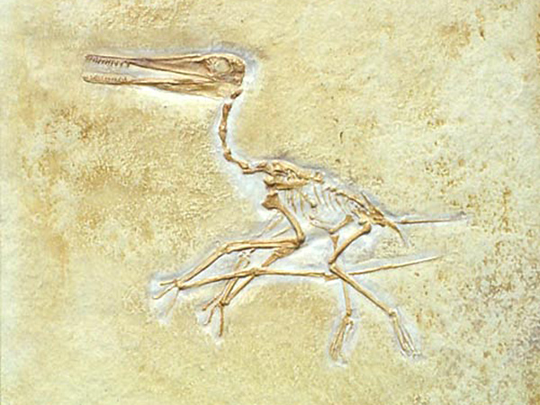 Replik: Kurzschwanzflugsaurier (Pterodactylus kochi)