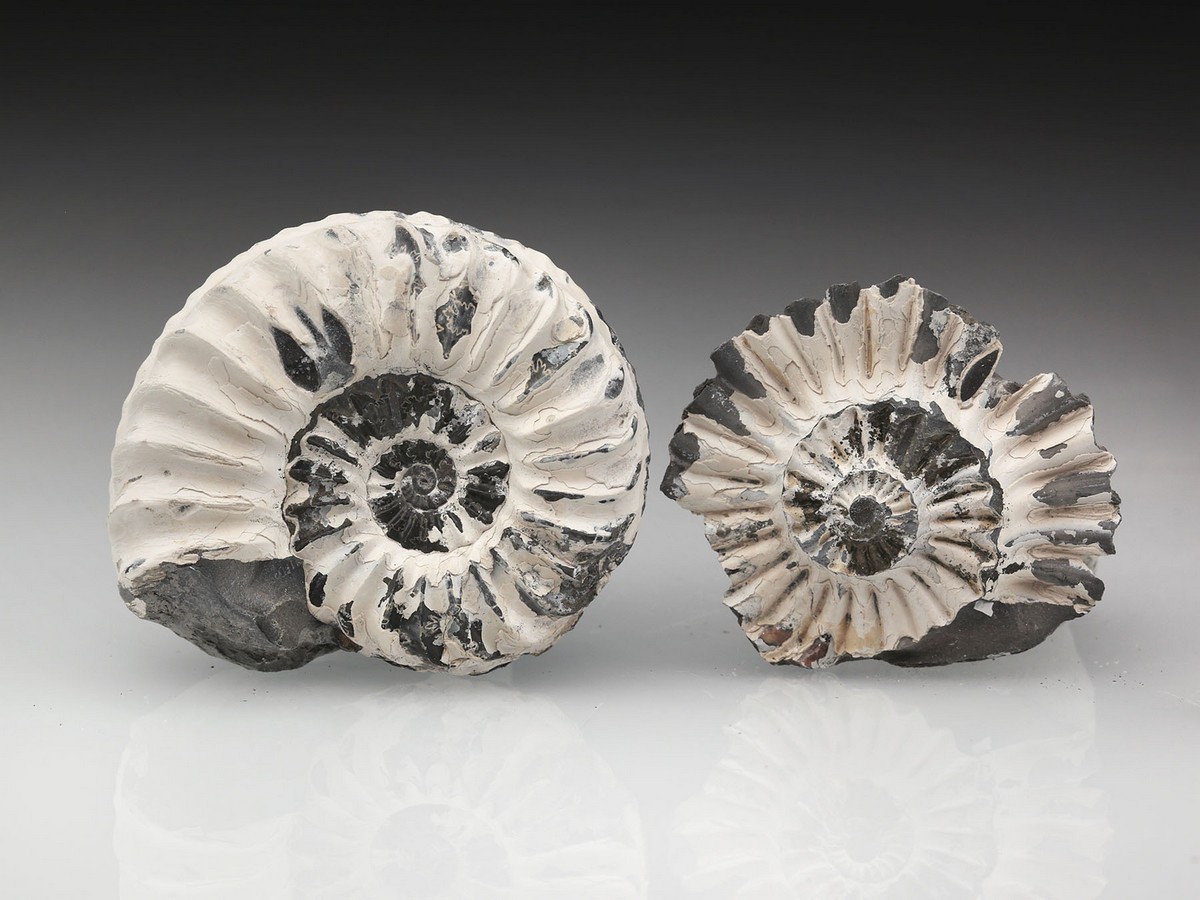 Ammonit: Pleuroceras