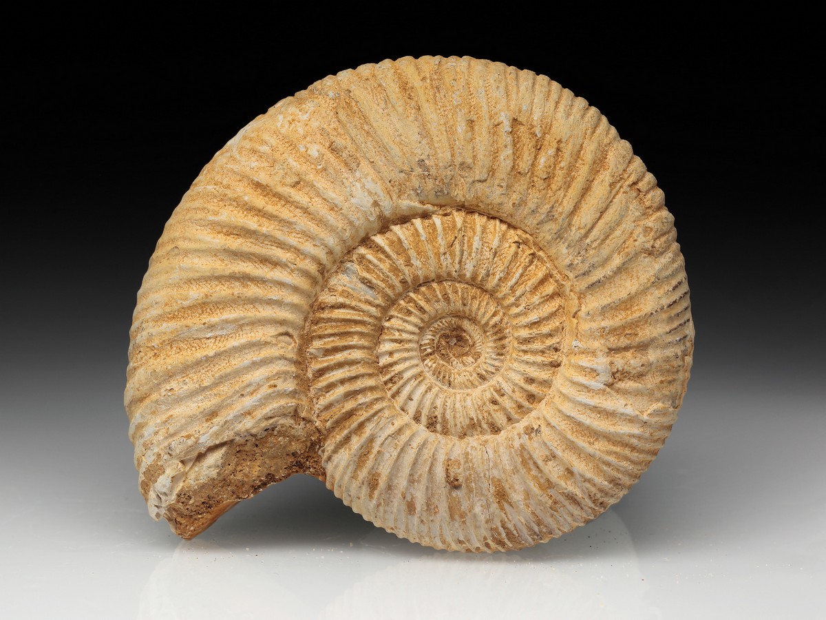 Ammonit: Perisphinctes