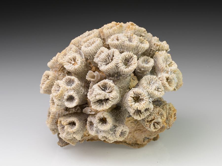 Koralle aus Nattheim