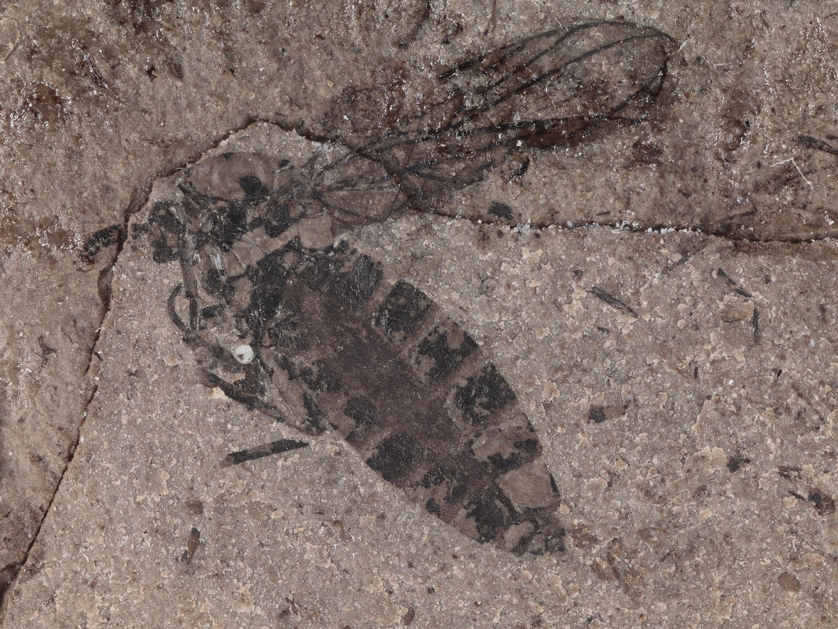 Insekten aus Chifen, Ningcheng - China