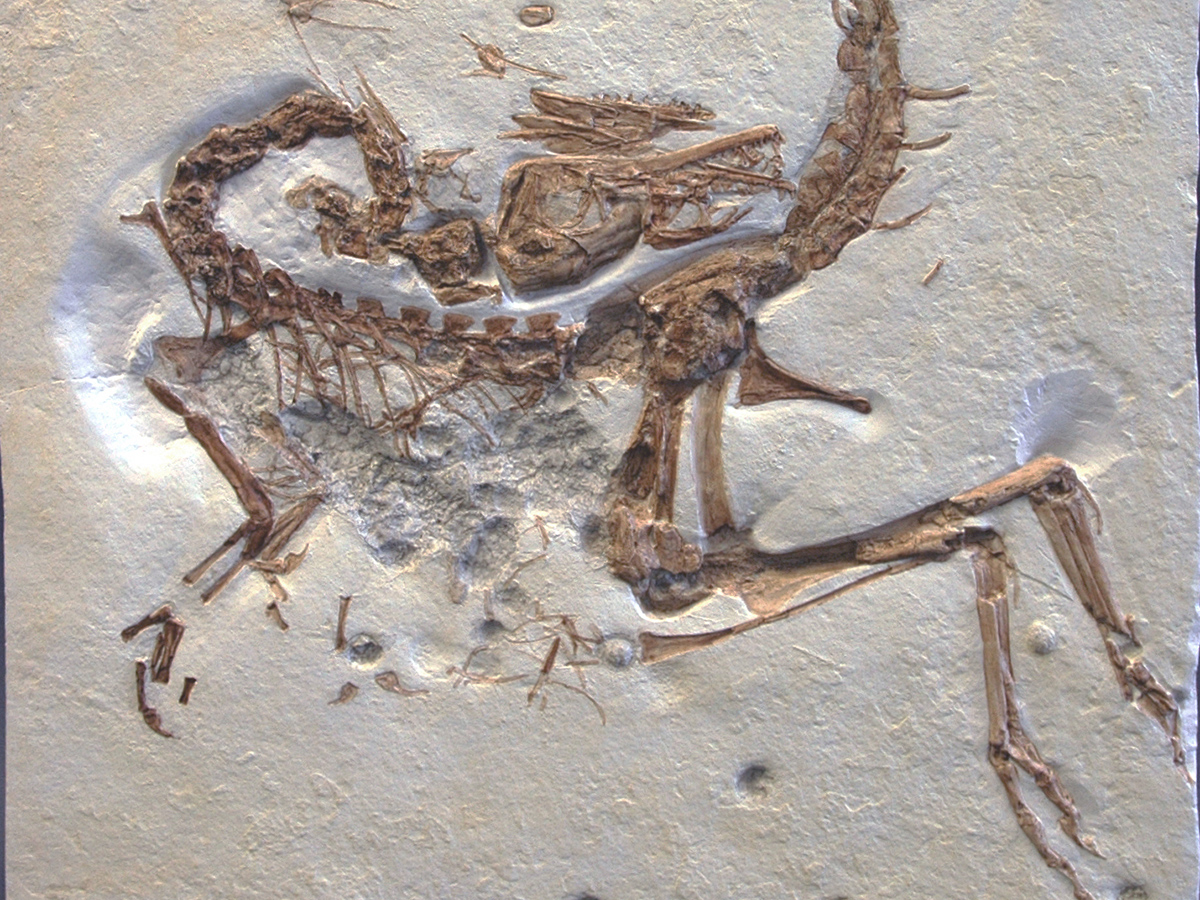 Replik: Raubsaurier (Comsognathus longipes)