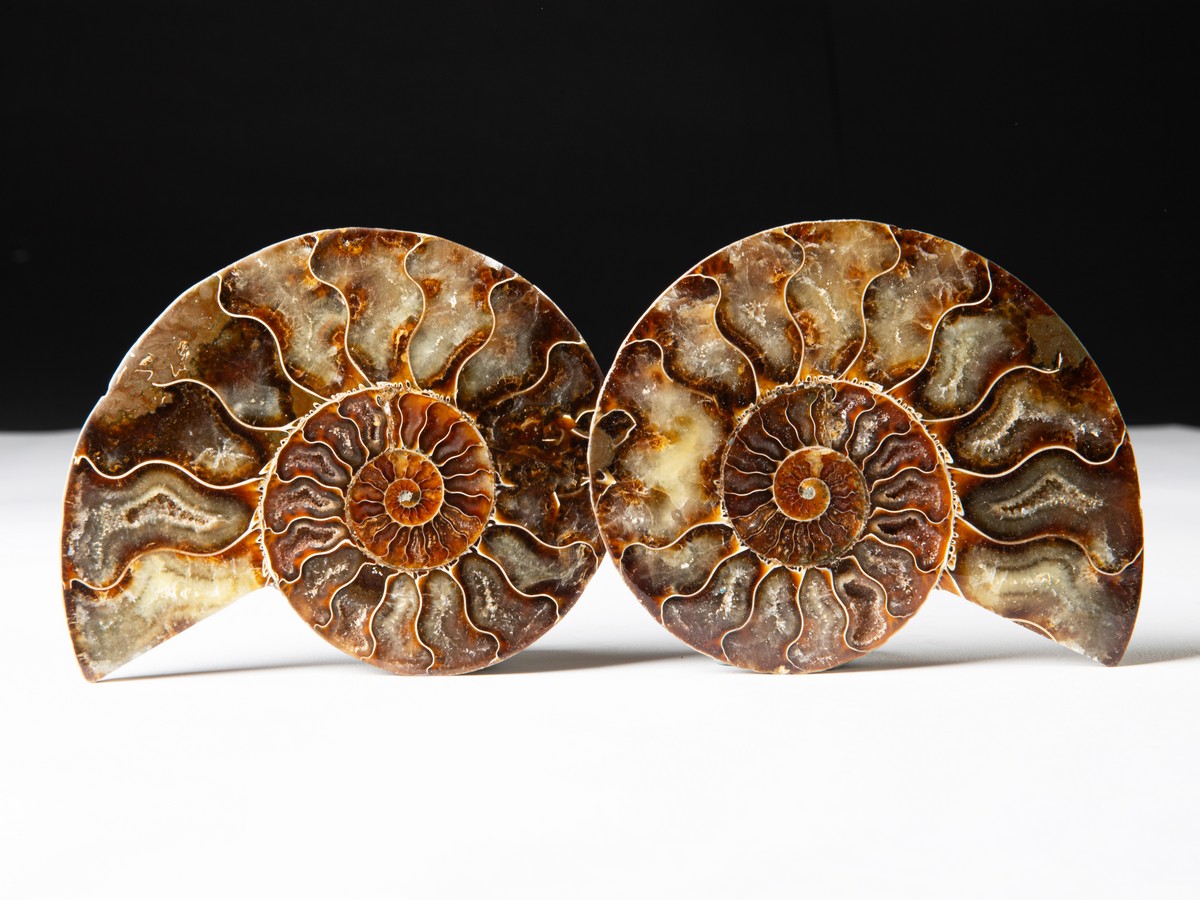 Ammonitenpaar-Cleoniceras