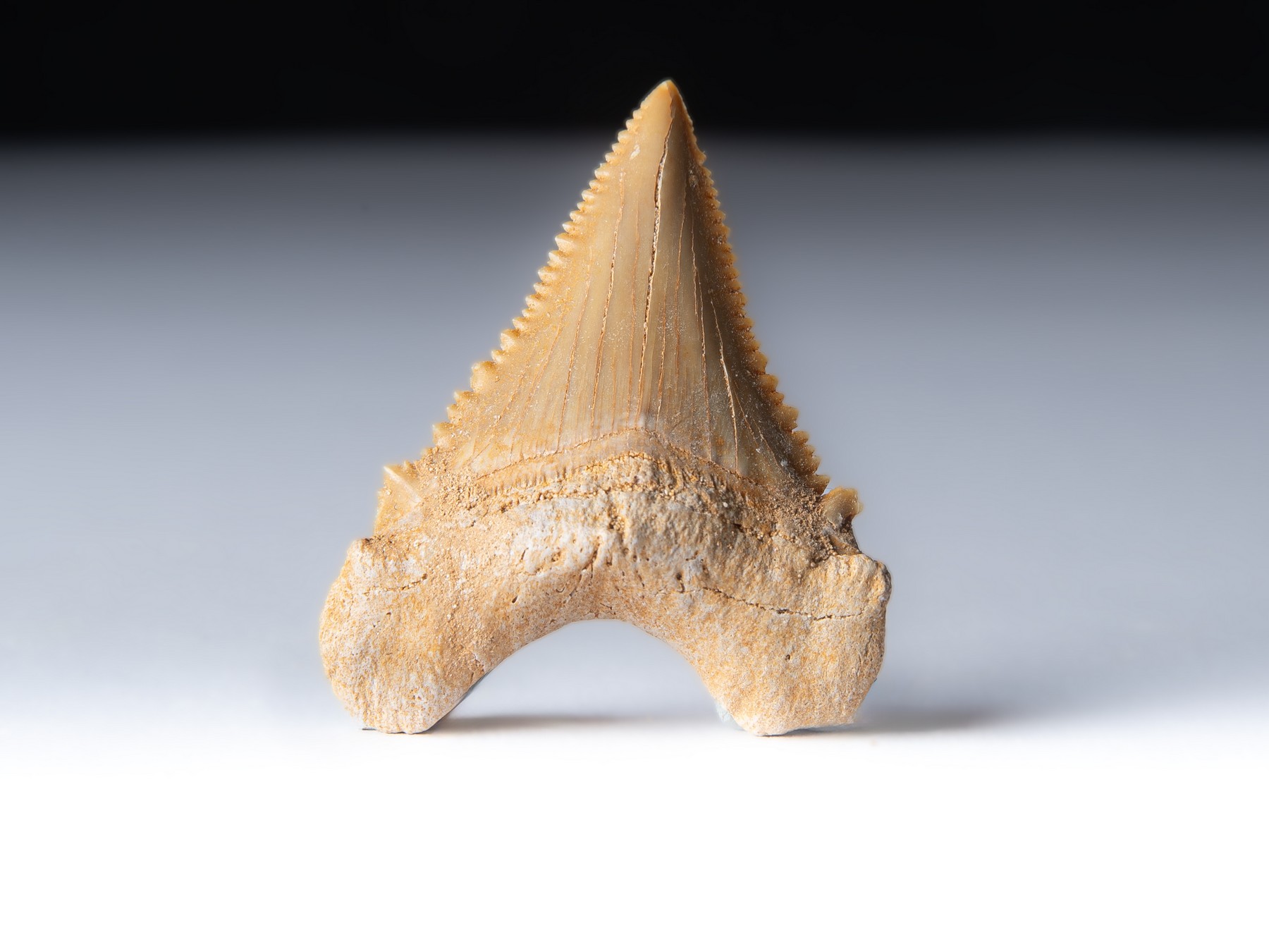 Zahn vom Urahne des Weißen Hais: Palaeocarcharodon