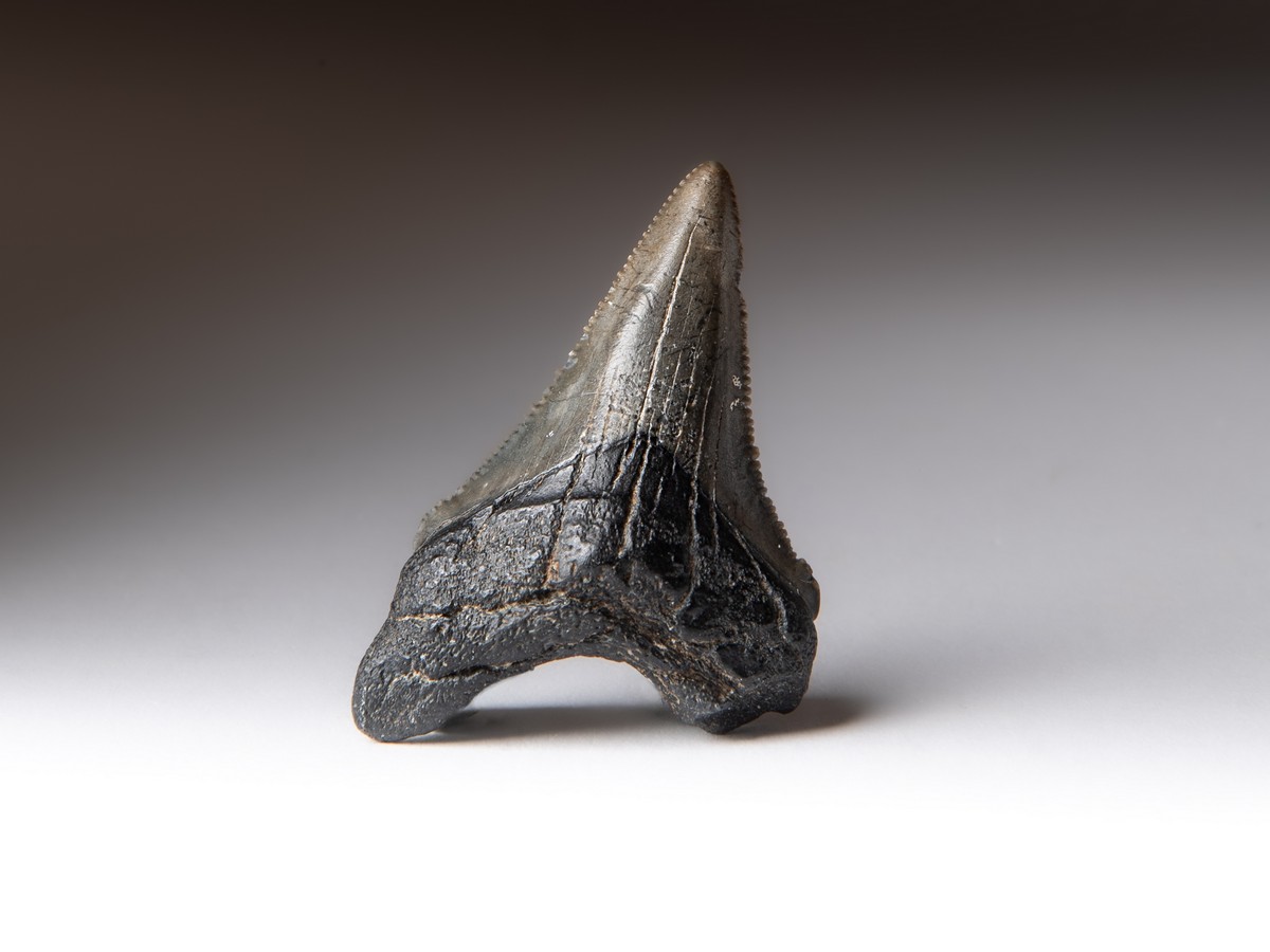 kleiner Megalodon-Zahn