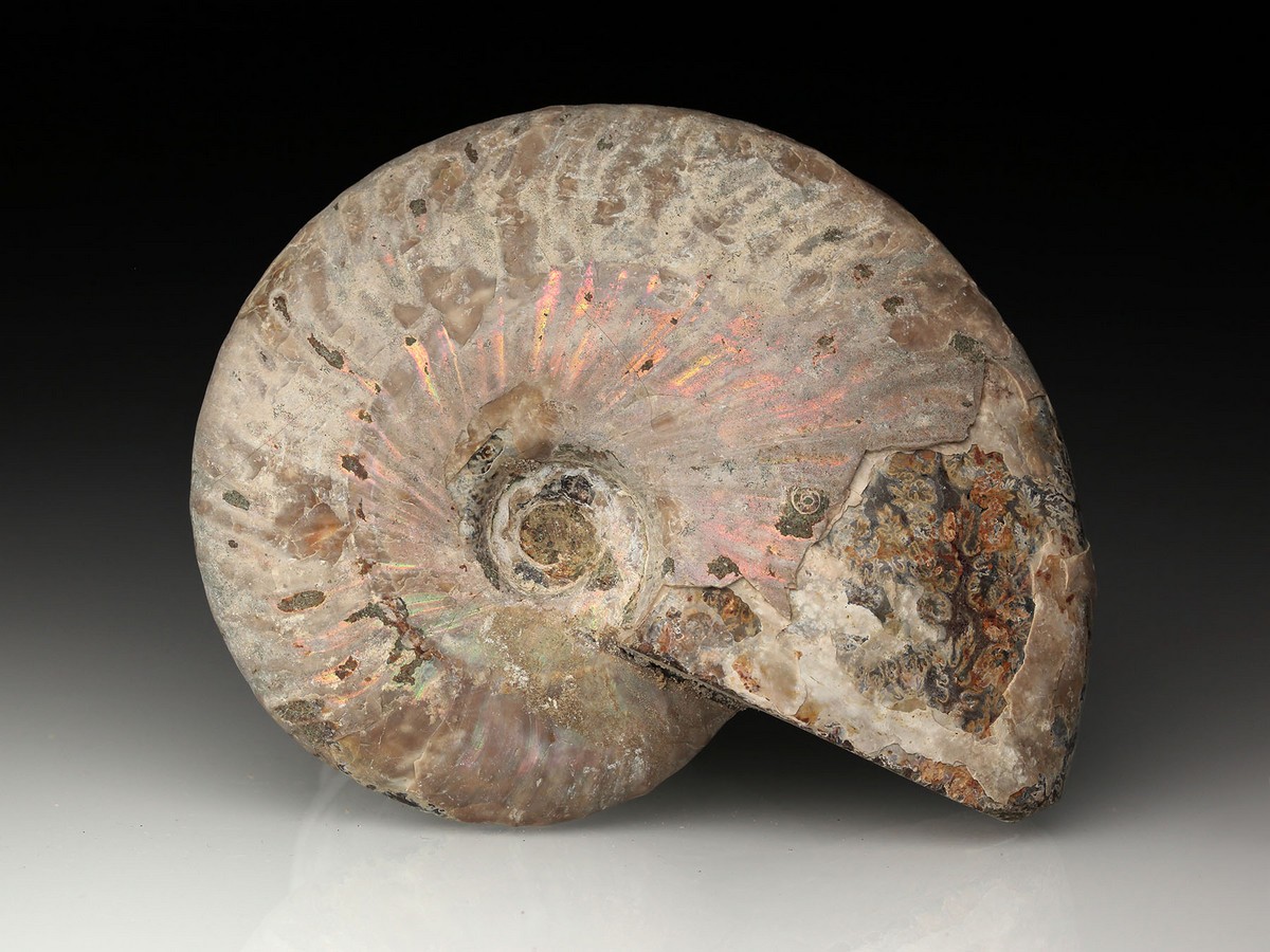 Ammonit aus Madagaskar