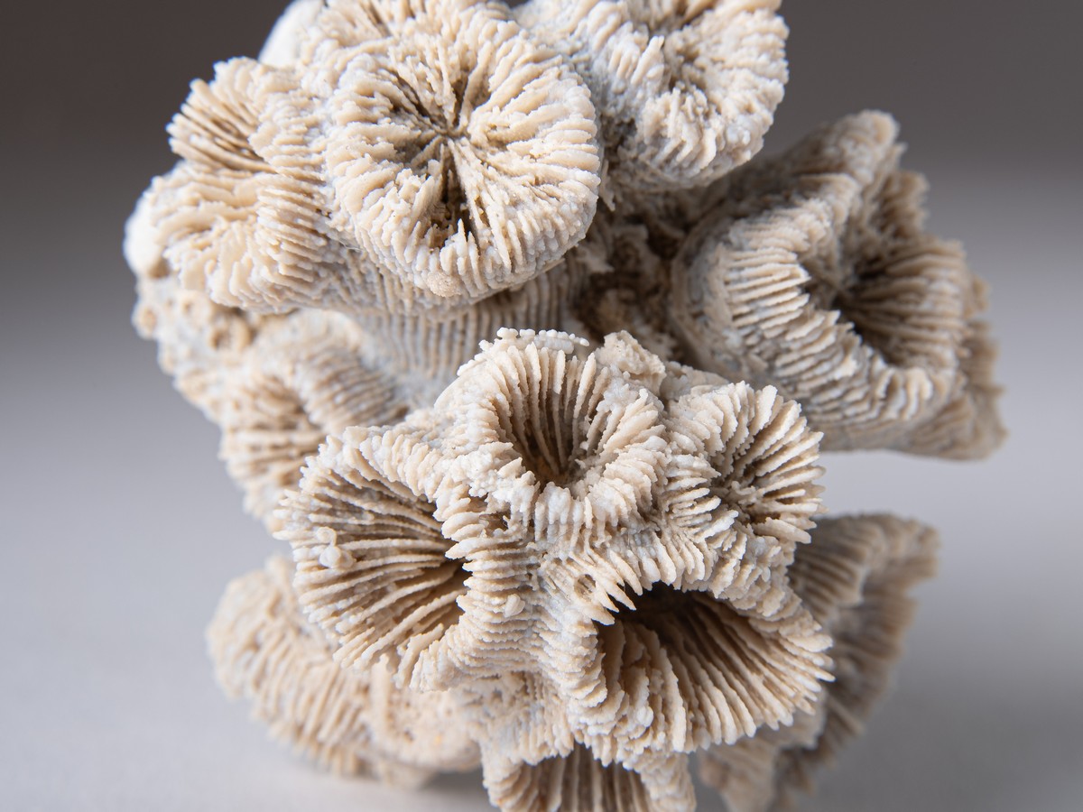 Korallenstufe aus Nattheim