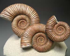 Ammonitenstufe aus Russland
