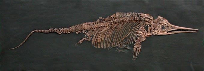 Replik eines Fischsauriers aus dem Holmadener Posidonienschiefer.